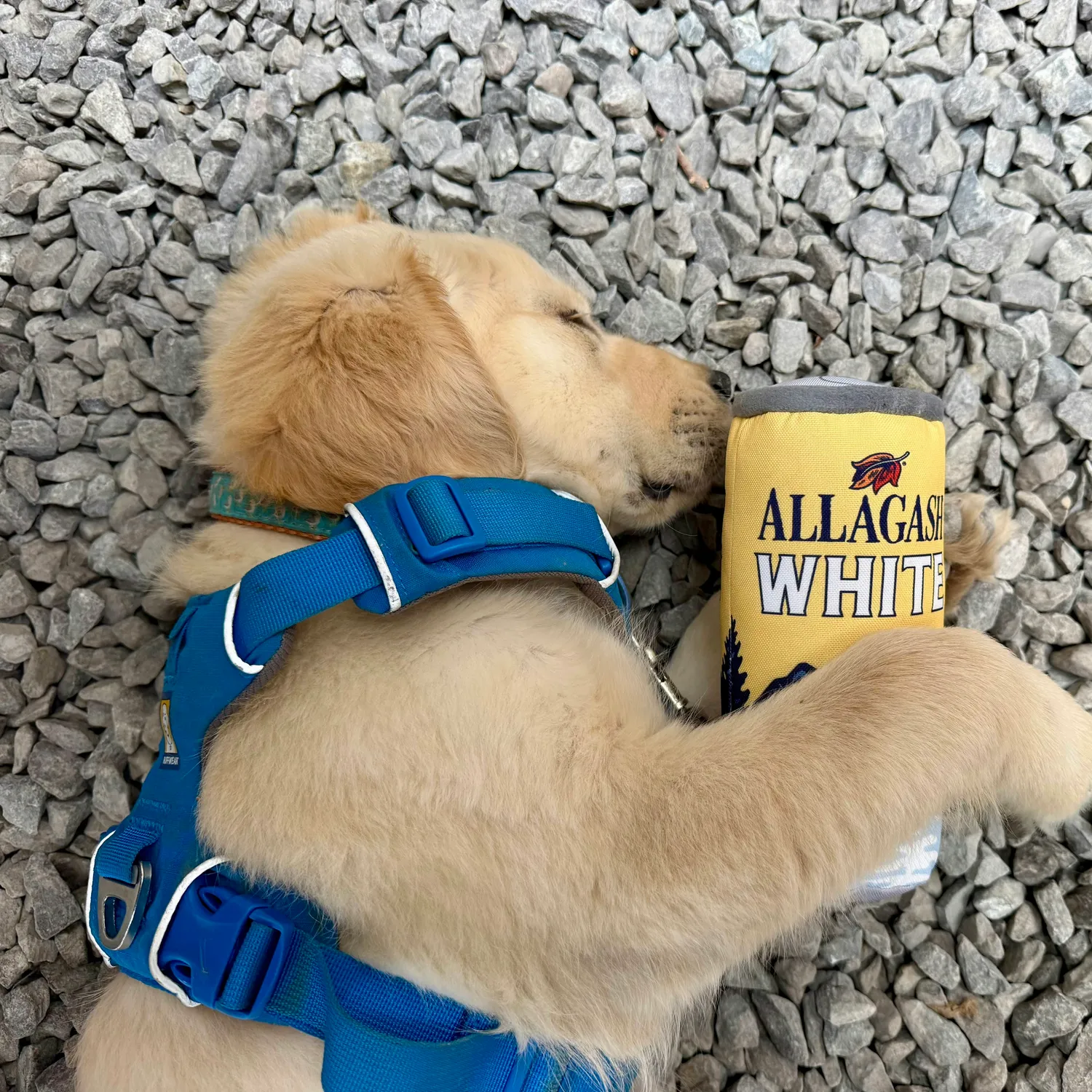 Allagash PrideBites gioco per cani squeaky