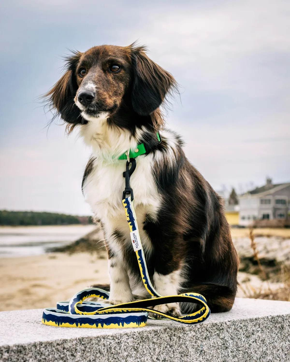 Allagash PrideBites Leash guinzaglio cane resistente