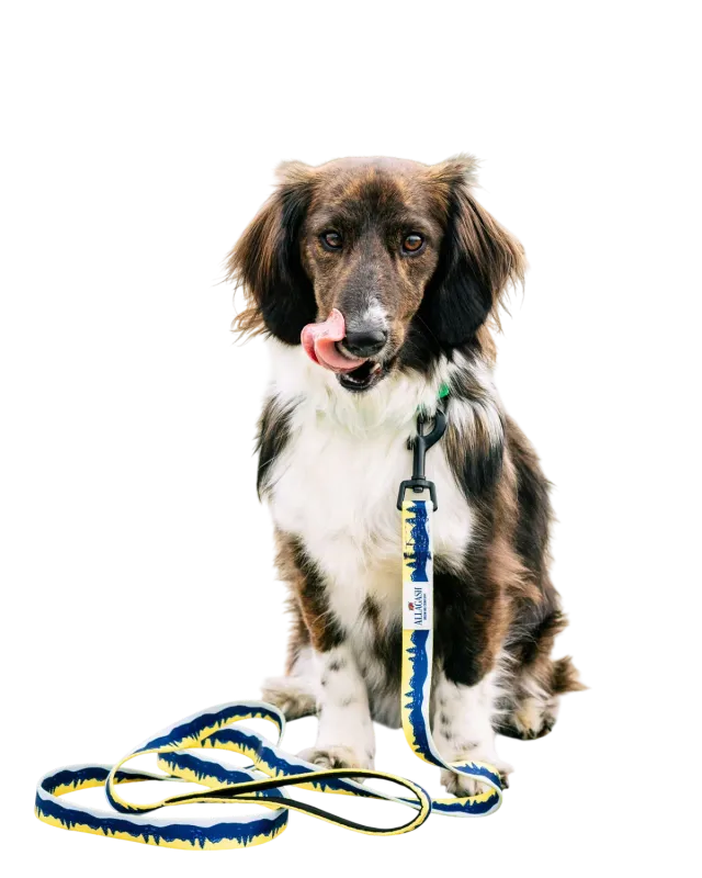 Allagash PrideBites Leash guinzaglio cane resistente