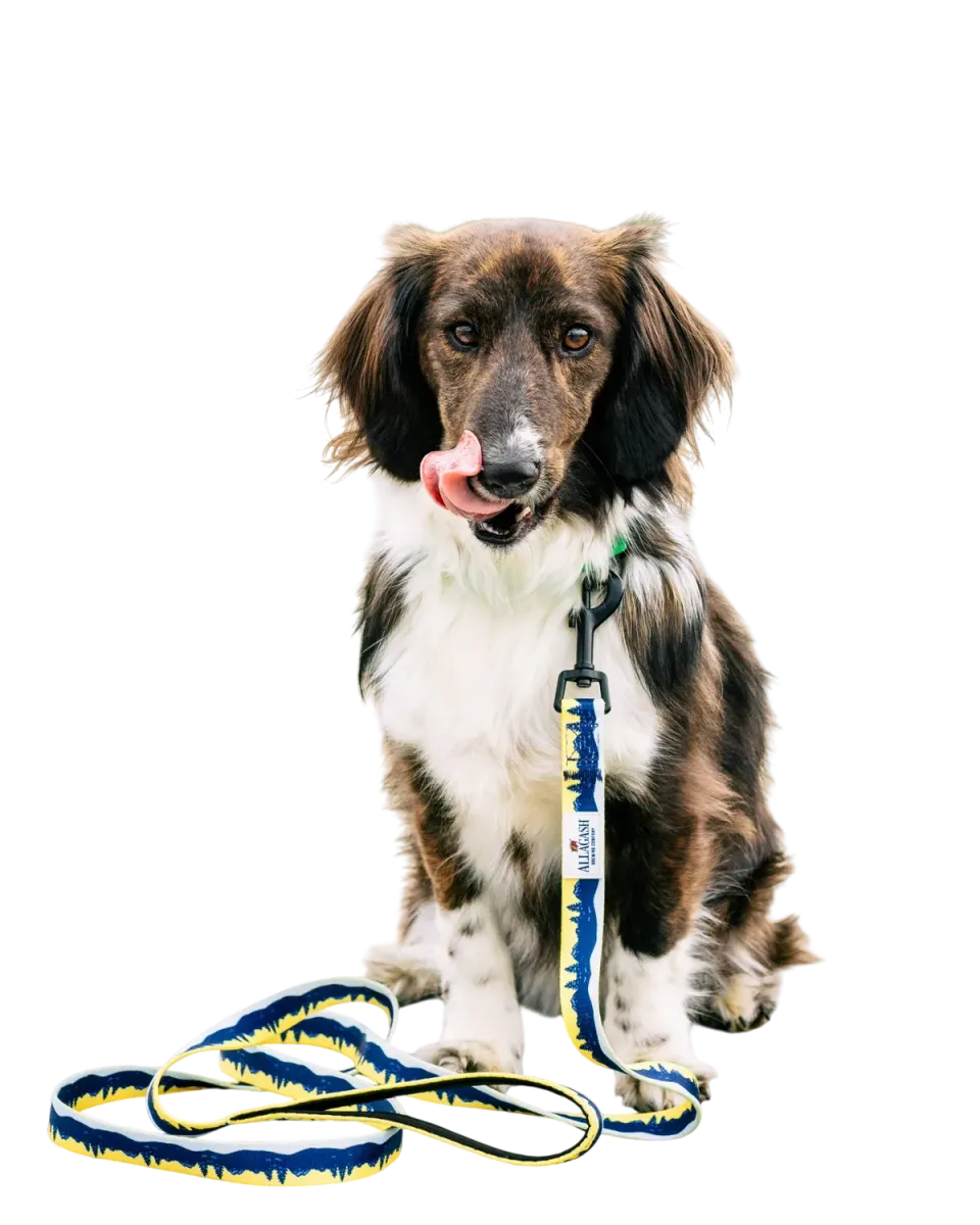 Allagash PrideBites Leash guinzaglio cane resistente